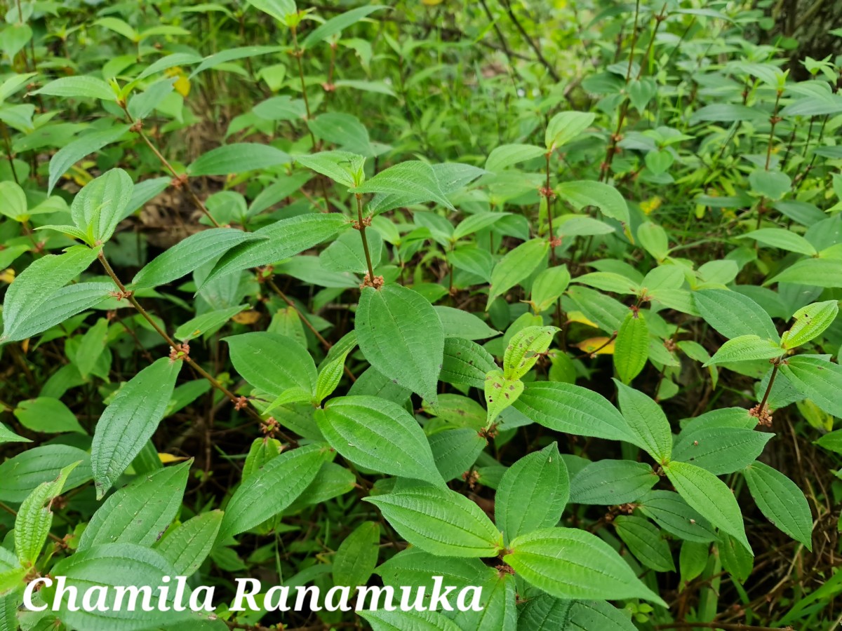 Gonostegia hirta (Hassk.) Miq.